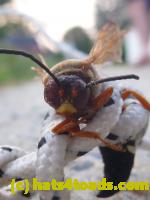 /home//u458753944/public_html/sourcegallery///////////////////Insects and small critters/ants bees and wasps (Hymenoptera)/P1080158.JPG